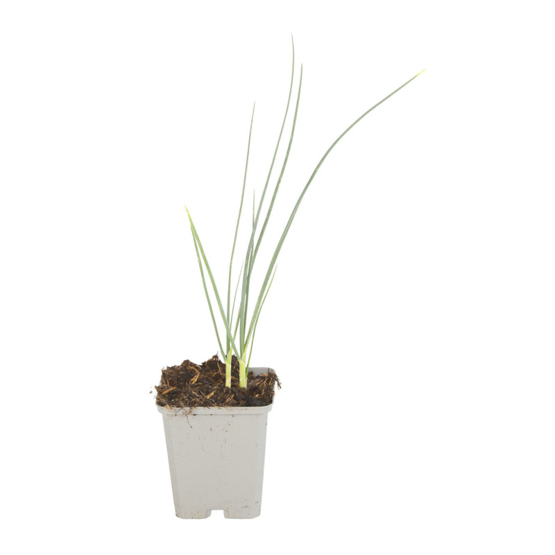 Ail d'ornement sphaerocephalon 20cm Godet 9cm - Allium