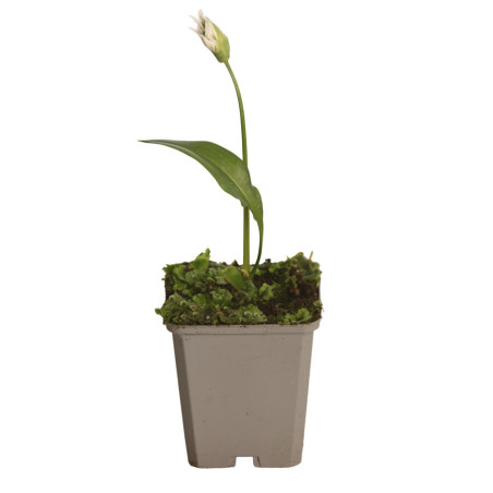 Ail d'ornement ursinum 20cm Godet 9cm - Allium