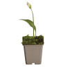 Ail d'ornement ursinum 20cm Godet 9cm - Allium