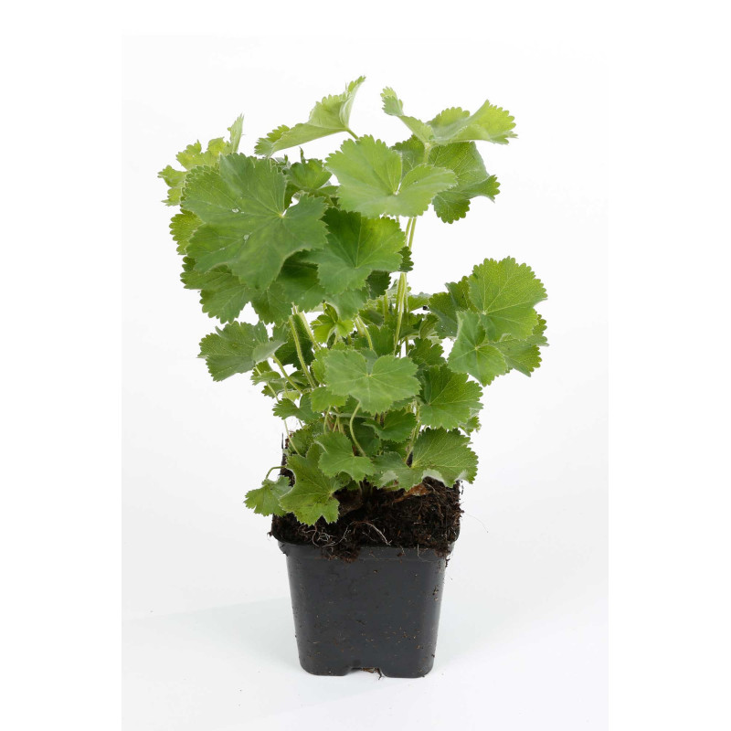 Alchémille mollis 20cm Godet 9cm - Alchemilla