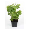 Alchémille mollis 20cm Godet 9cm - Alchemilla