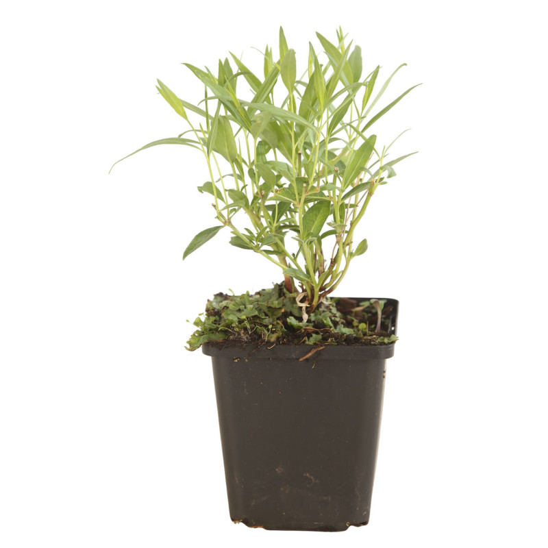 Amsonie Blue Ice 20cm Godet 9cm - Amsonia