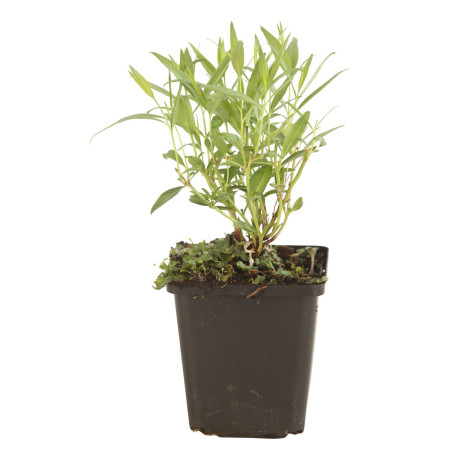 Amsonie Blue Ice 20cm Godet 9cm - Amsonia