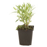 Amsonie Blue Ice 20cm Godet 9cm - Amsonia