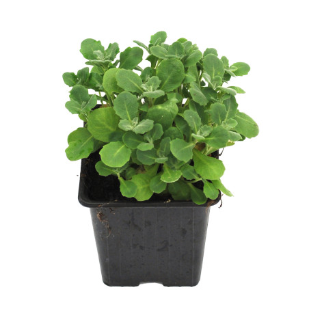 Arabette alpina Snowcap 20cm Godet 9cm - Arabis