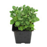 Arabette alpina Snowcap 20cm Godet 9cm - Arabis