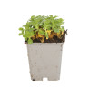 Arabette caucasica Pinkie 20cm Godet 9cm - Arabis