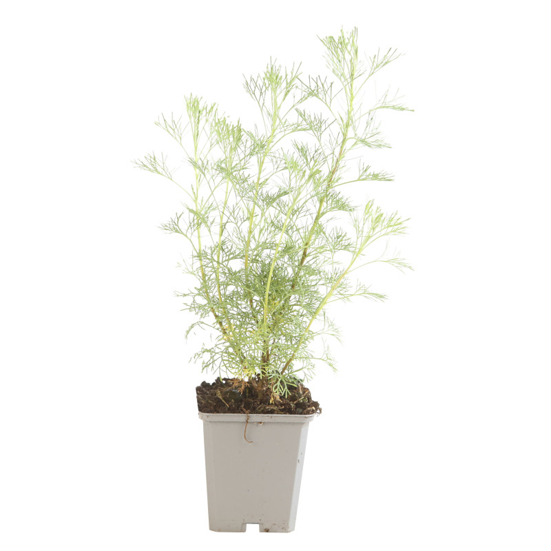 Armoise abrotanum 20cm Godet 9cm - Artemisia
