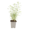 Armoise abrotanum 20cm Godet 9cm - Artemisia