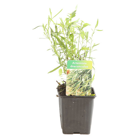 Armoise dracunculus 20cm Godet 9cm - Artemisia