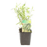 Armoise dracunculus 20cm Godet 9cm - Artemisia