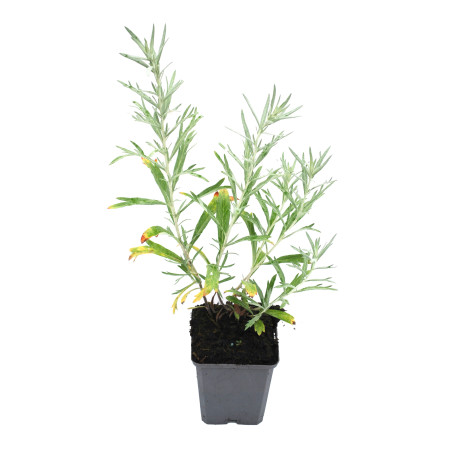 Armoise ludoviciana Silver Queen 20cm Godet 9cm - Artemisia