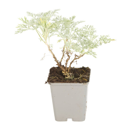 Armoise Powis Castle 20cm Godet 9cm - Artemisia