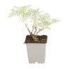 Armoise Powis Castle 20cm Godet 9cm - Artemisia