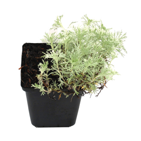 Armoise schmidtiana Nana’ 20cm Godet 9cm - Artemisia