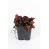 Bugle reptans Atropurpurea 20cm Godet 9cm - Ajuga