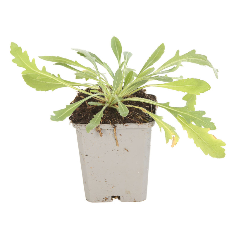 Gaillarde Kobold 20cm Godet 9cm - Gaillardia