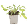 Gaillarde Kobold 20cm Godet 9cm - Gaillardia