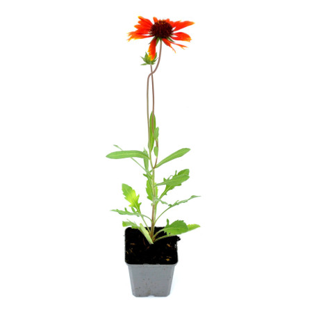 Gaillarde Tokayer 20cm Godet 9cm - Gaillardia