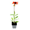 Gaillarde Tokayer 20cm Godet 9cm - Gaillardia
