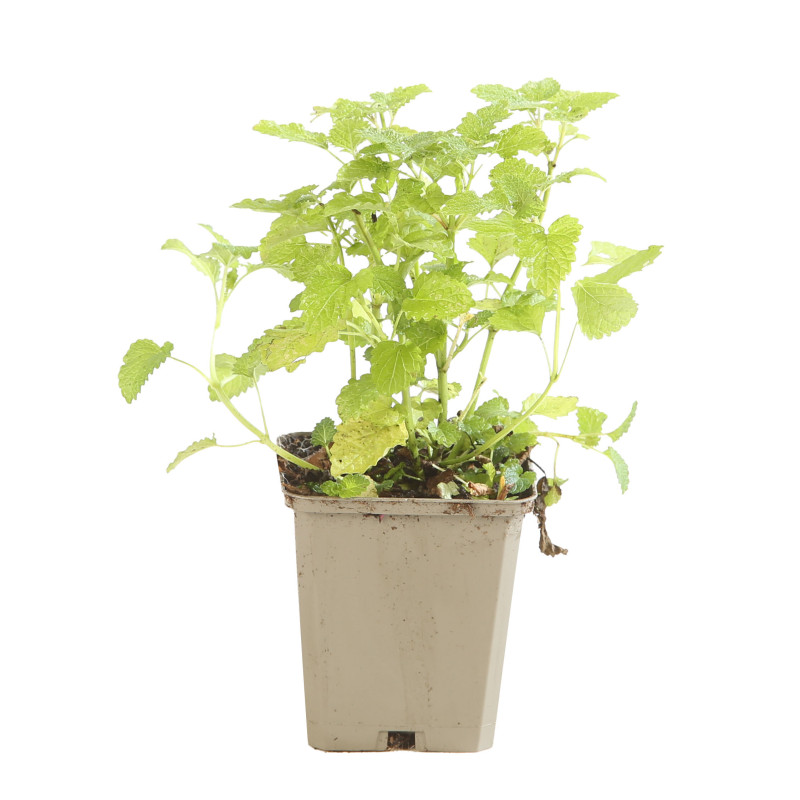 Mélisse officinalis 20cm Godet 9cm - Melissa