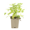 Mélisse officinalis 20cm Godet 9cm - Melissa