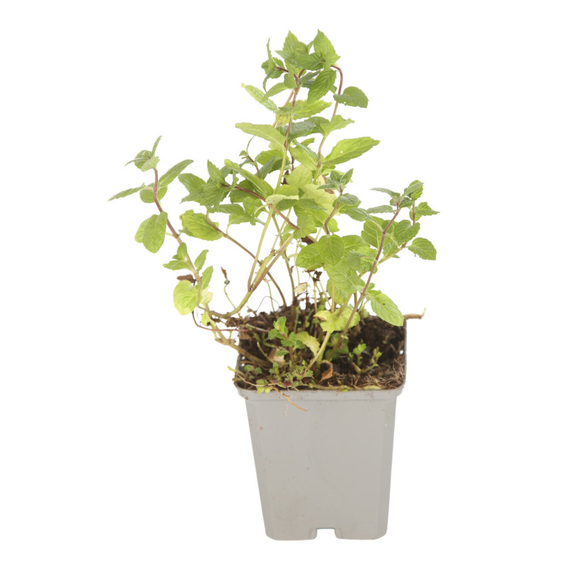 Menthe piperita 20cm Godet 9cm - Mentha