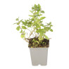 Menthe piperita 20cm Godet 9cm - Mentha