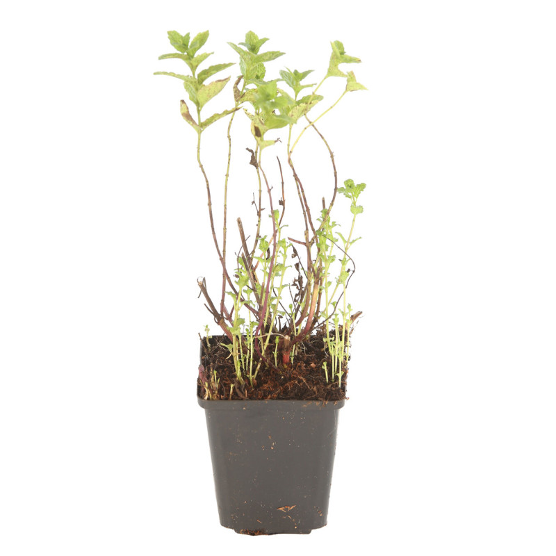 Menthe spicata Moroccan 20cm Godet 9cm - Mentha
