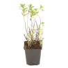 Menthe spicata Moroccan 20cm Godet 9cm - Mentha