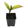 Muguet majalis 20cm Godet 9cm - Convallaria