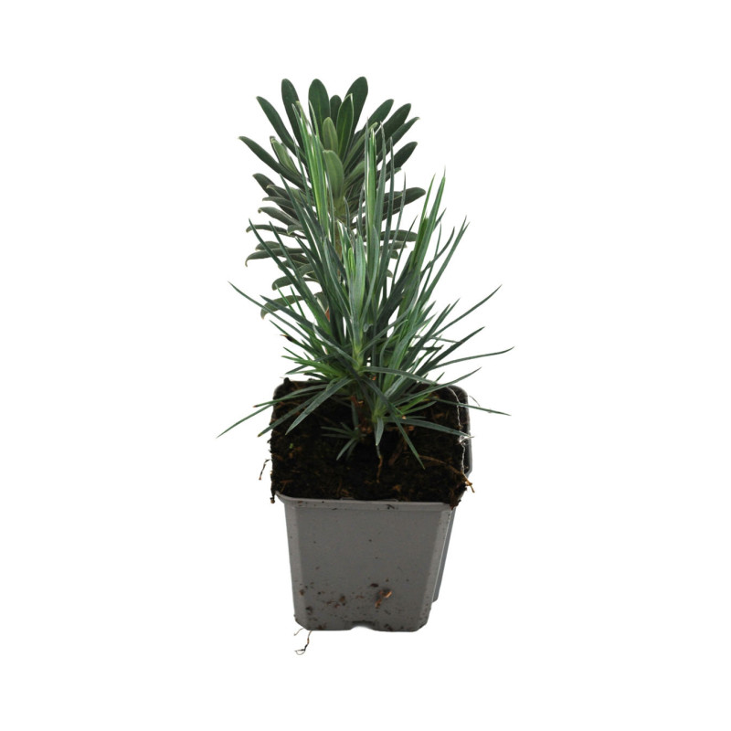 Oeillet David 20cm Godet 9cm - Dianthus