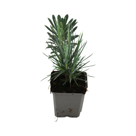 Oeillet David 20cm Godet 9cm - Dianthus