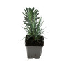 Oeillet David 20cm Godet 9cm - Dianthus
