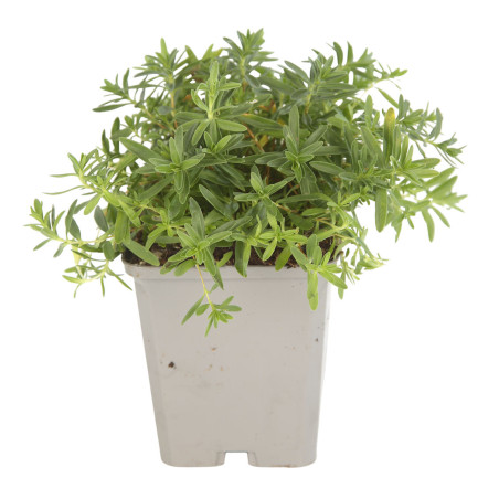 Oeillet deltoides Albiflorus 20cm Godet 9cm - Dianthus