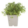 Oeillet deltoides Albiflorus 20cm Godet 9cm - Dianthus