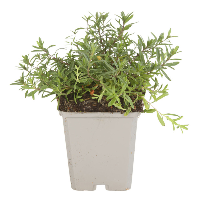 Oeillet deltoides Brilliant 20cm Godet 9cm - Dianthus
