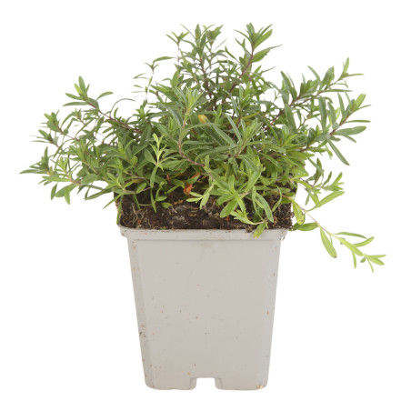 Oeillet deltoides Brilliant 20cm Godet 9cm - Dianthus