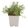 Oeillet deltoides Brilliant 20cm Godet 9cm - Dianthus