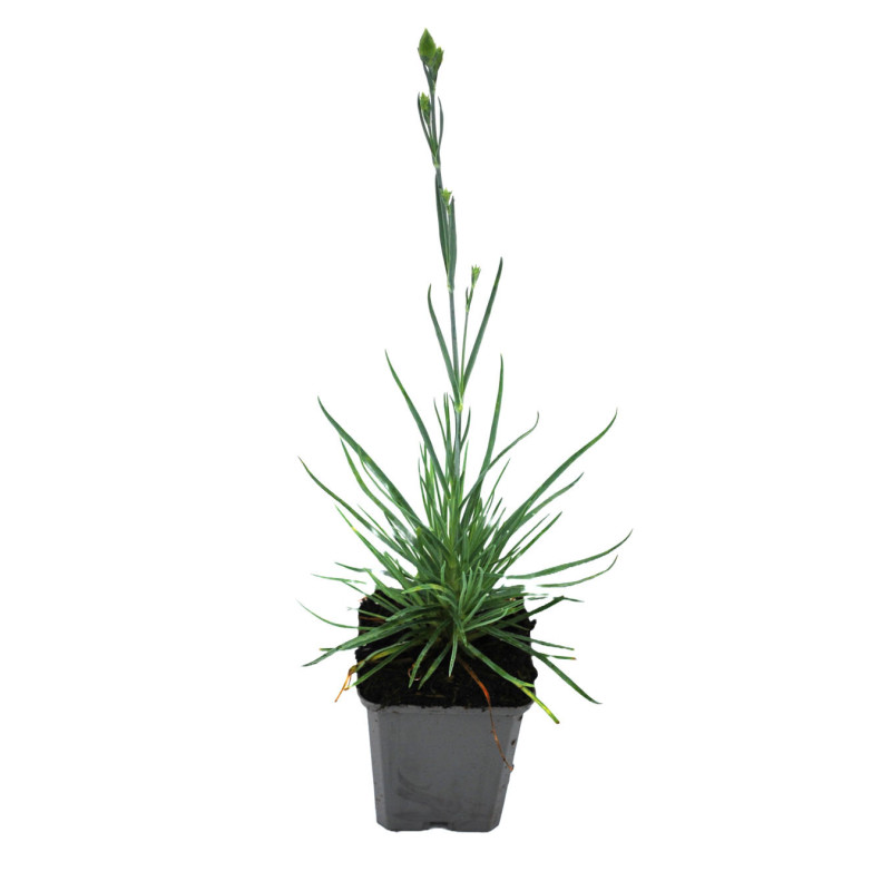 Oeillet Doris 20cm Godet 9cm - Dianthus