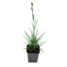 Oeillet Doris 20cm Godet 9cm - Dianthus