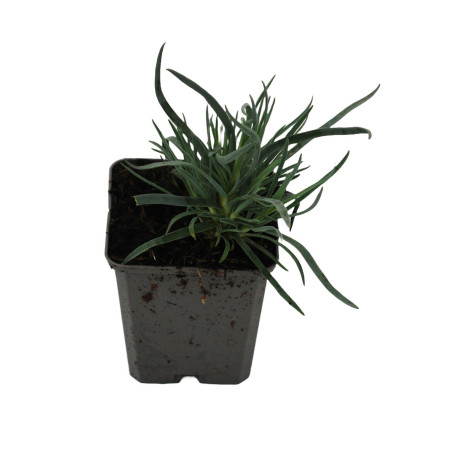 Oeillet Haytor White 20cm Godet 9cm - Dianthus
