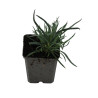 Oeillet Haytor White 20cm Godet 9cm - Dianthus