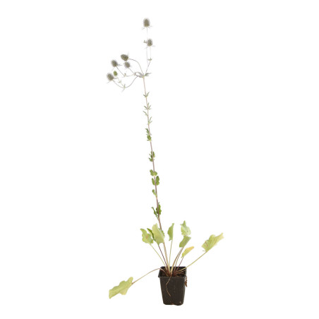 Panicaut planum 20cm Godet 9cm - Eryngium
