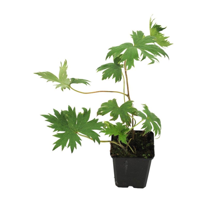 Pied-d'alouette Astolat 20cm Godet 9cm - Delphinium