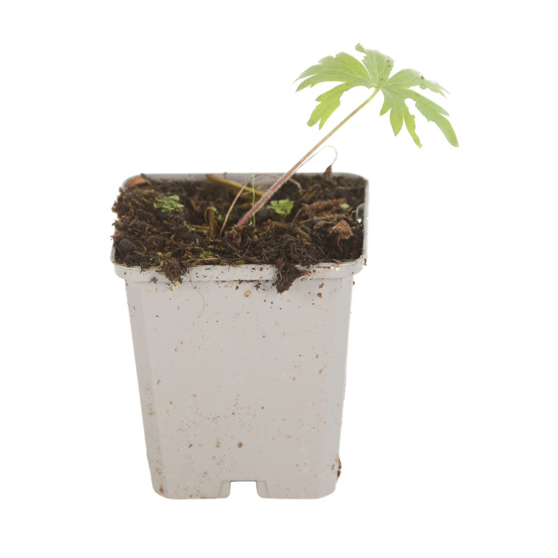 Pied-d'alouette Bellamosum 20cm Godet 9cm - Delphinium