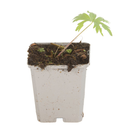 Pied-d'alouette Bellamosum 20cm Godet 9cm - Delphinium