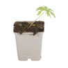 Pied-d'alouette Bellamosum 20cm Godet 9cm - Delphinium