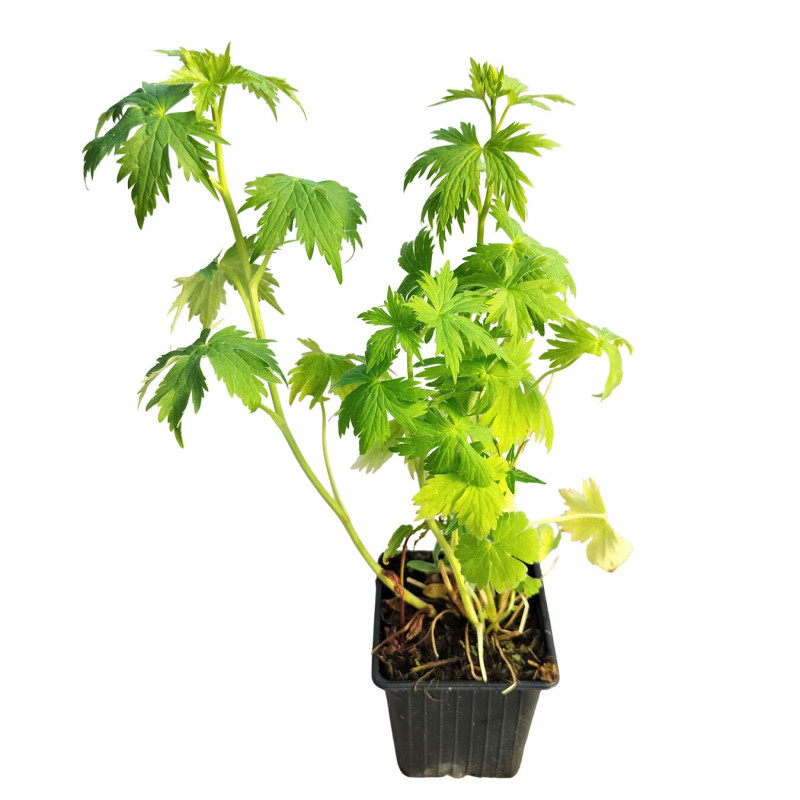 Pied-d'alouette Black Knight 20cm Godet 9cm - Delphinium