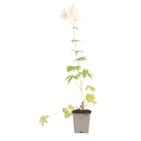 Pied-d'alouette Galahad 20cm Godet 9cm - Delphinium